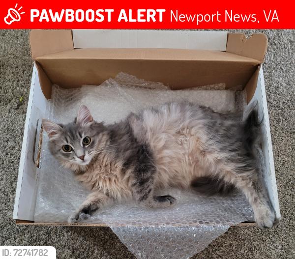Lost Female Cat last seen Oxburg Place, Newport News, VA 23608