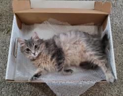 Lost Female Cat last seen Oxburg Place, Newport News, VA 23608