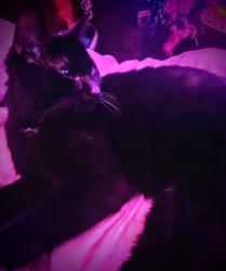 Lost Male Cat last seen Hanging Rock Memorial , Roanoke, VA 24019