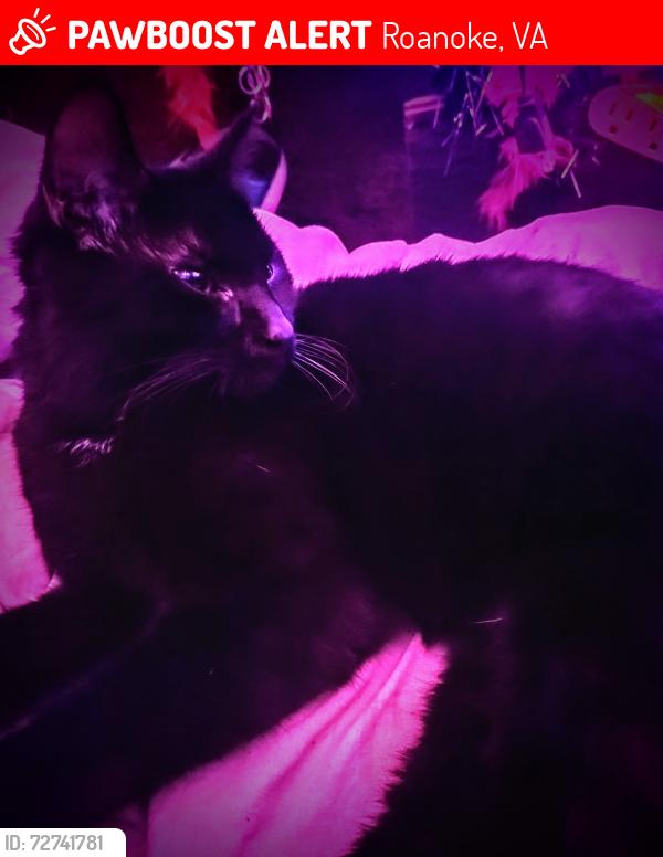 Lost Male Cat last seen Hanging Rock Memorial , Roanoke, VA 24019