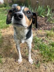Found/Stray Male Dog last seen Forest Dr, Columbia, SC 29204