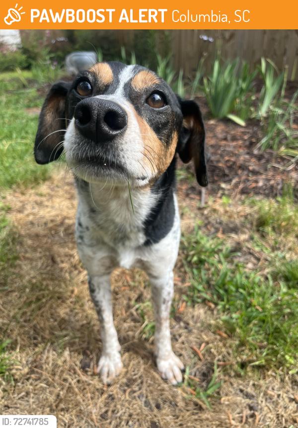 Found/Stray Male Dog last seen Forest Dr, Columbia, SC 29204