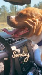 Lost Male Dog last seen Rockfish Road and Golfview Drive, Hope Mills, NC 28348