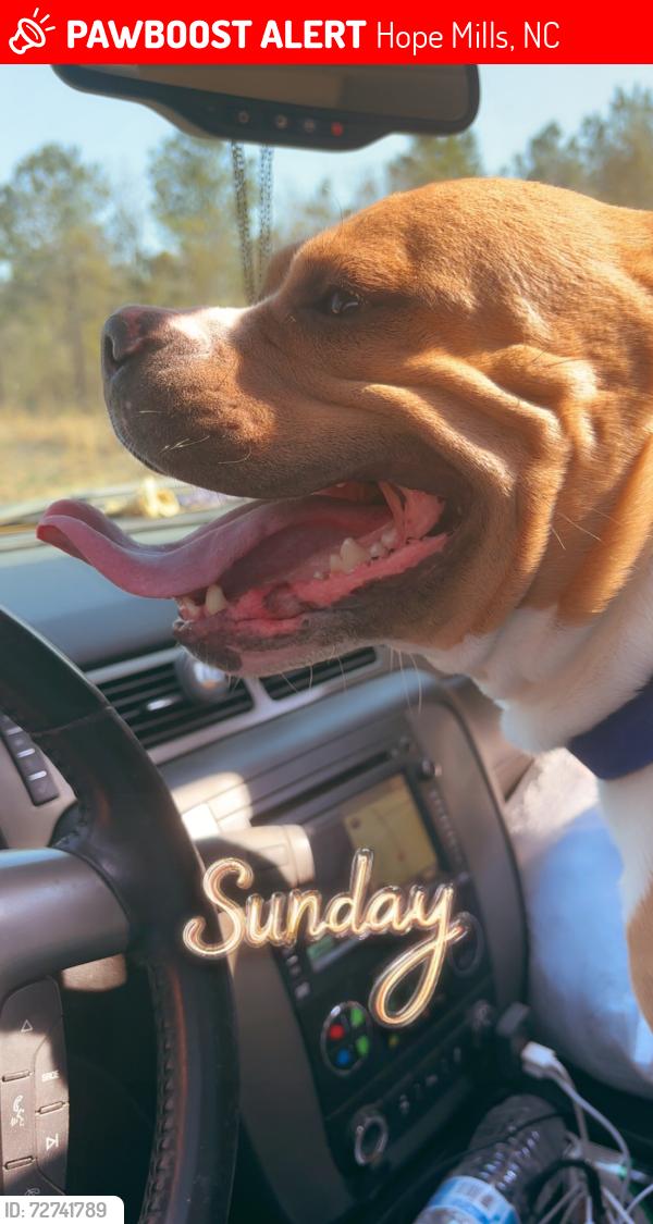 Lost Male Dog last seen Rockfish Road and Golfview Drive, Hope Mills, NC 28348