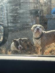 Lost Male Dog last seen lemoyne owens Soulsville area , Memphis, TN 38126