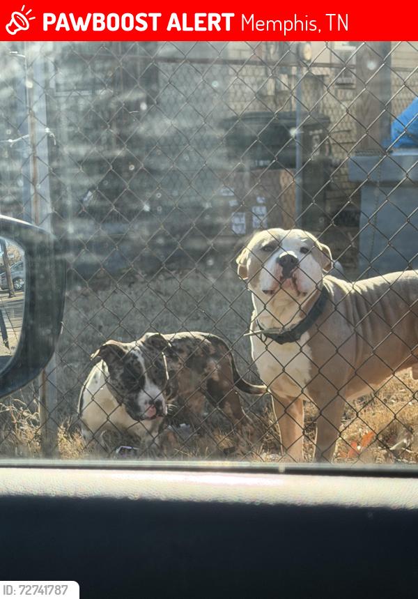 Lost Male Dog last seen lemoyne owens Soulsville area , Memphis, TN 38126