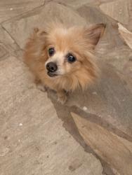 Found/Stray Female Dog last seen Blanchard and rowan, Los Angeles, CA 90063