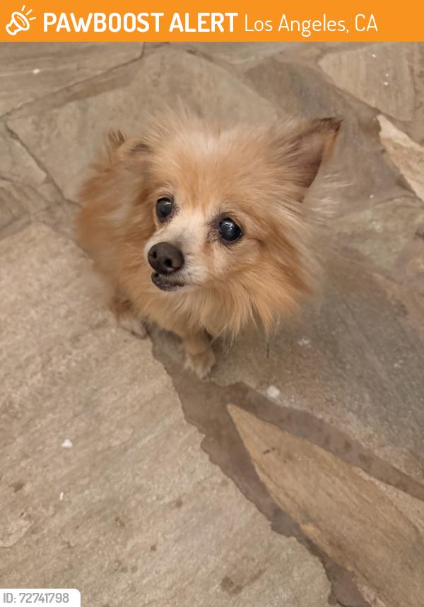 Found/Stray Female Dog last seen Blanchard and rowan, Los Angeles, CA 90063