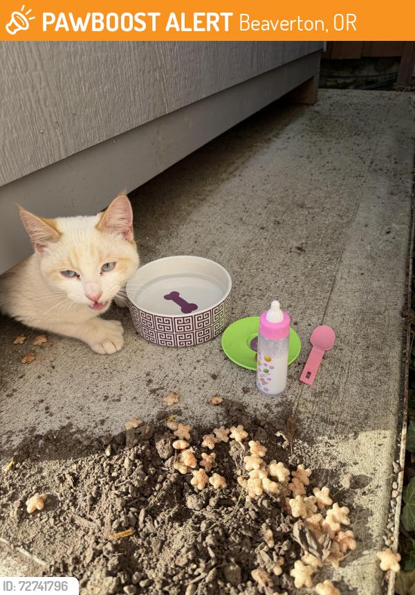 Found/Stray Unknown Cat last seen By greenway elementary , Beaverton, OR 97008