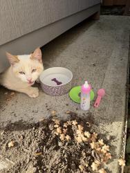 Found/Stray Unknown Cat last seen By greenway elementary , Beaverton, OR 97008