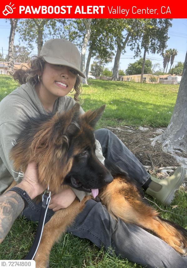 Lost Male Dog last seen Valleyview Casino near the feed store, Valley Center, CA 92082