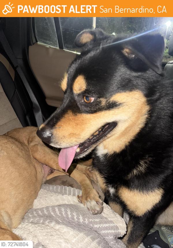Found/Stray Male Dog last seen On the 215 Freeway in San Bernardino right after the fifth street on-ramp., San Bernardino, CA 92401