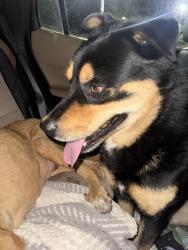 Found/Stray Male Dog last seen On the 215 Freeway in San Bernardino right after the fifth street on-ramp., San Bernardino, CA 92401
