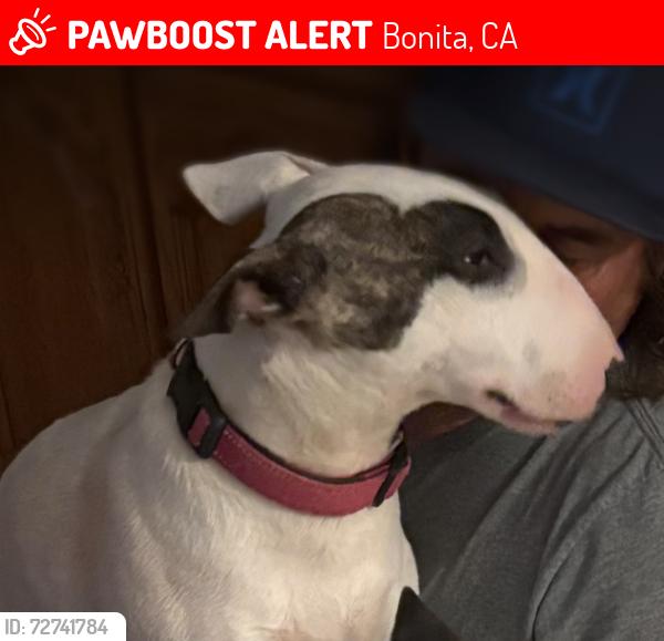 Lost Female Dog last seen Bonita ( Briarwood Sweetwater area), Bonita, CA 91902