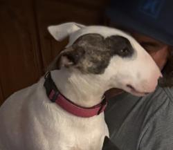 Lost Female Dog last seen Bonita ( Briarwood Sweetwater area), Bonita, CA 91902