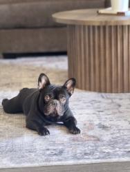 Lost Male Dog last seen Near by the dealership , Houston, TX 77038