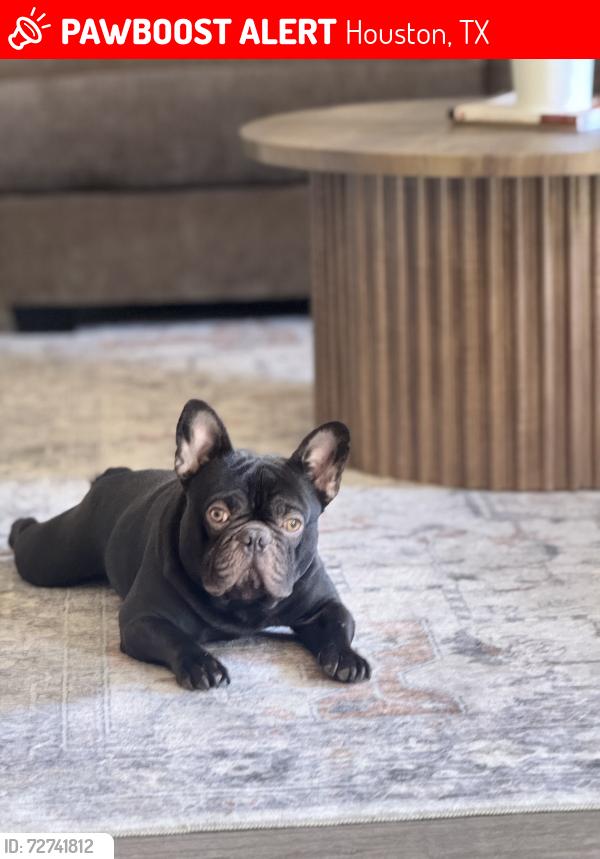 Lost Male Dog last seen Near by the dealership , Houston, TX 77038