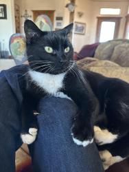 Lost Female Cat last seen Near Doc Bar court, Las Cruces, NM 88007