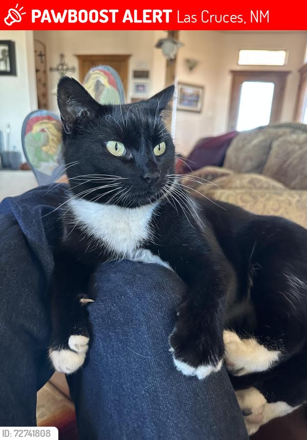 Lost Female Cat last seen Near Doc Bar court, Las Cruces, NM 88007