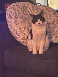 Lost Female Cat last seen Old Augusta hwy , Grovetown, GA 30813