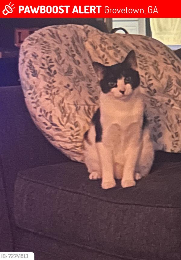 Lost Female Cat last seen Old Augusta hwy , Grovetown, GA 30813