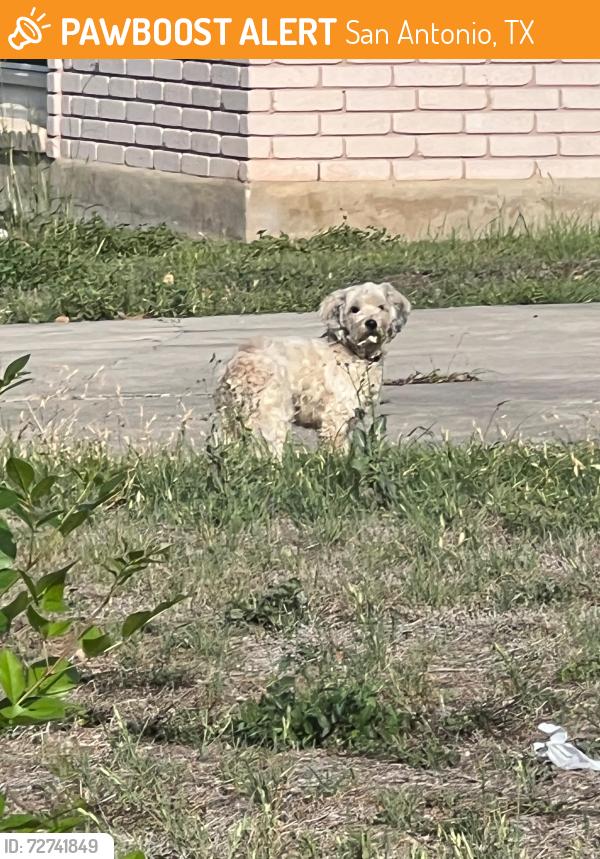 Found/Stray Unknown Dog last seen Knotty oak trail and lavender lane, San Antonio, TX 78220