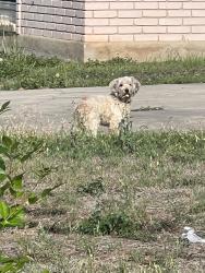 Found/Stray Unknown Dog last seen Knotty oak trail and lavender lane, San Antonio, TX 78220