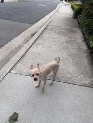 Found/Stray Male Dog last seen Pepper Brook Way and Azusa , Hacienda Heights, CA 91745