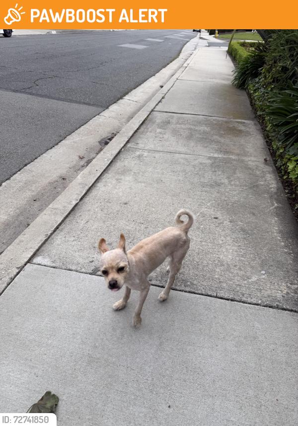 Found/Stray Male Dog last seen Pepper Brook Way and Azusa , Hacienda Heights, CA 91745