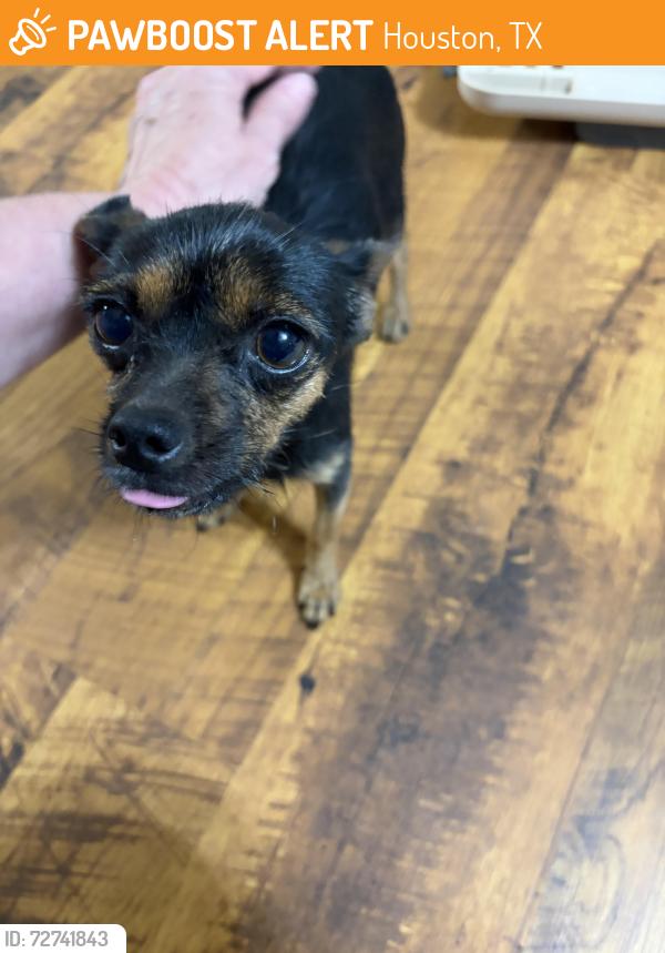 Found/Stray Female Dog last seen Champion Point Village, Houston, TX 77066