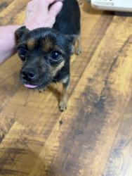 Found/Stray Female Dog last seen Champion Point Village, Houston, TX 77066