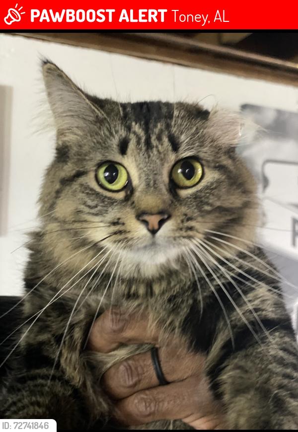 Lost Female Cat last seen McCutcheon LN, Palmer VW DR, Toney, AL 35773
