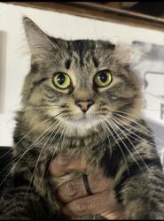 Lost Female Cat last seen McCutcheon LN, Palmer VW DR, Toney, AL 35773