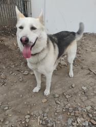 Found/Stray Male Dog last seen Near Knott and artesia kinda near living spaces , Buena Park, CA 90620