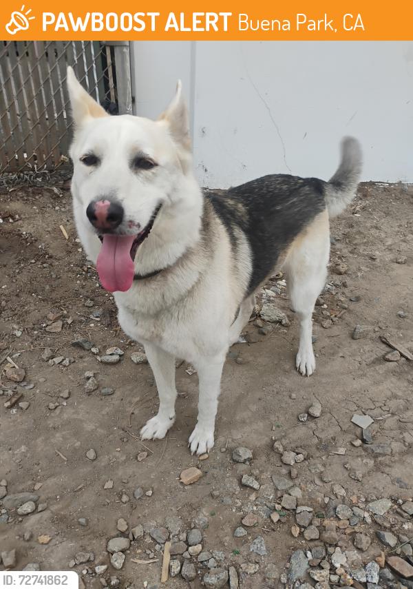 Found/Stray Male Dog last seen Near Knott and artesia kinda near living spaces , Buena Park, CA 90620