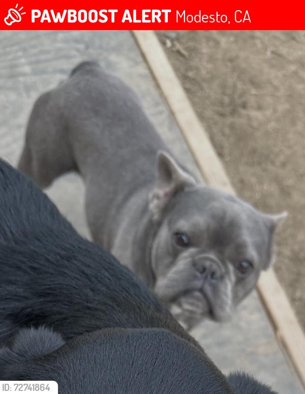 Lost Male Dog last seen Colefax, Modesto, CA 95354