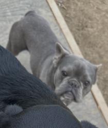 Lost Male Dog last seen Colefax, Modesto, CA 95354