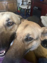 Found/Stray Male Dog last seen Harps grocery parking lot, Miami, OK 74354