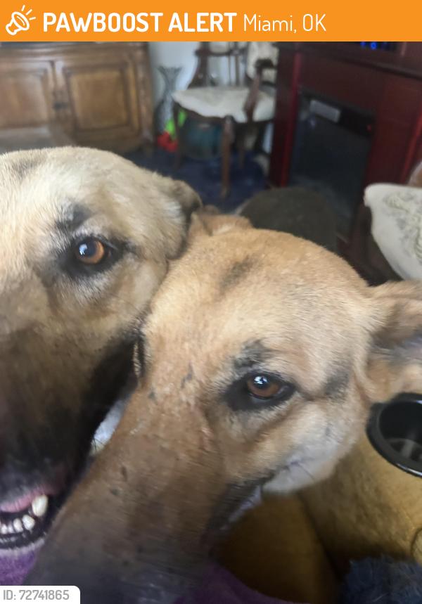 Found/Stray Male Dog last seen Harps grocery parking lot, Miami, OK 74354