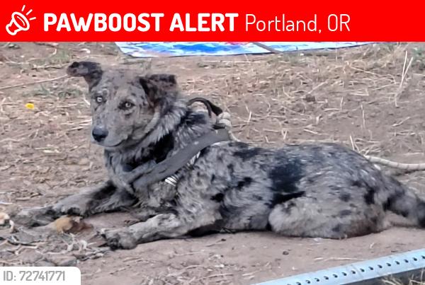 Lost Female Dog last seen 92nd flavel, Portland, OR 97266