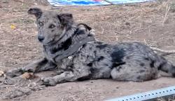 Lost Female Dog last seen 92nd flavel, Portland, OR 97266