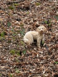 Found/Stray Unknown Dog last seen In woods on Damewood Hollow Rd, Luttrell, TN 37779