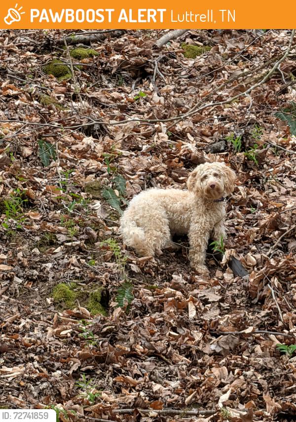 Found/Stray Unknown Dog last seen In woods on Damewood Hollow Rd, Luttrell, TN 37779
