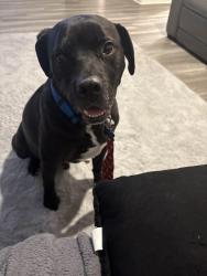 Lost Male Dog last seen Sycamore and hollyvale ave, Victorville, CA 92392