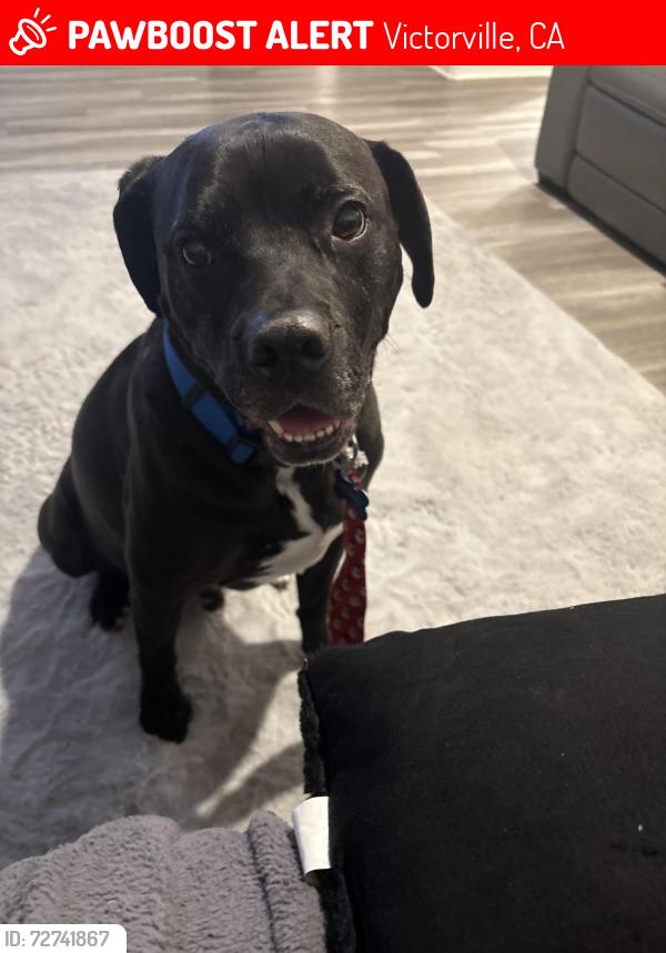Lost Male Dog last seen Sycamore and hollyvale ave, Victorville, CA 92392