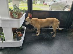 Found/Stray Male Dog last seen Jammes and 103rd, Jacksonville, FL 32210