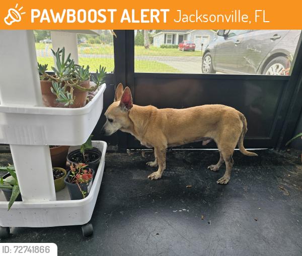 Found/Stray Male Dog last seen Jammes and 103rd, Jacksonville, FL 32210