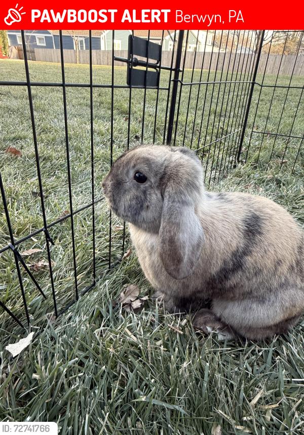 Lost Female Rabbit last seen Easttown library, Berwyn, PA 19312
