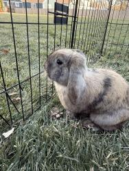 Lost Female Rabbit last seen Easttown library, Berwyn, PA 19312