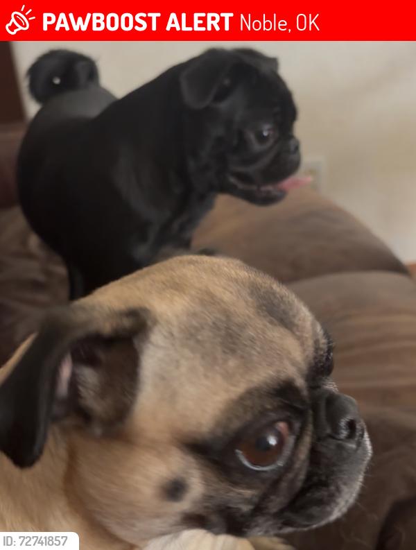 Lost Female Dog last seen Noble highschool , Noble, OK 73068